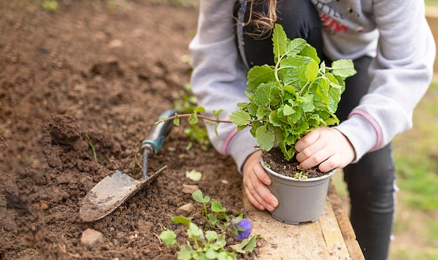 Kid doing gardening planting herbs mint in the garden in spring close up