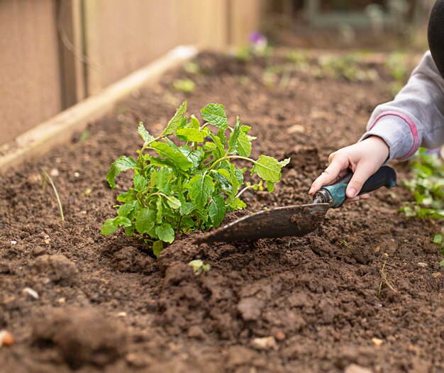 Kid doing gardening planting herbs mint in the garden in spring close up