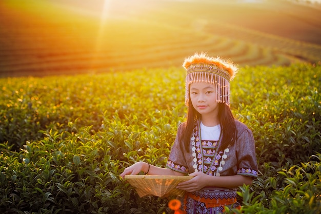 Kid en groene thee veld in shui fong