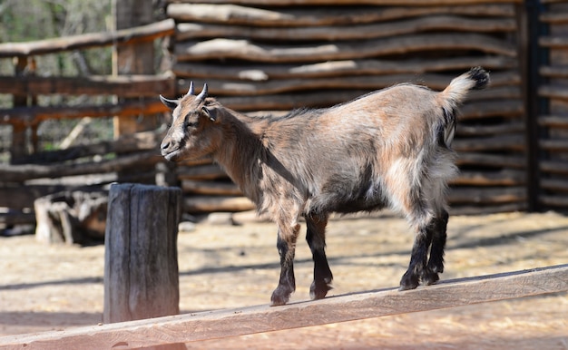 Photo kid goat animal