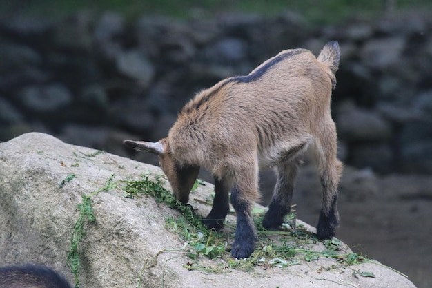 岩の上で葉を食べているヤギの子