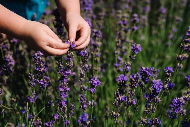 Kid hands touching lavender feeling nature Little child harvesting lavender Just hand Baby playing on a lavender meadow field background