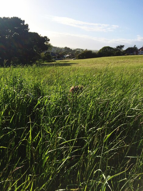 Foto ragazzo nascosto sotto l'erba verde sul campo contro il cielo