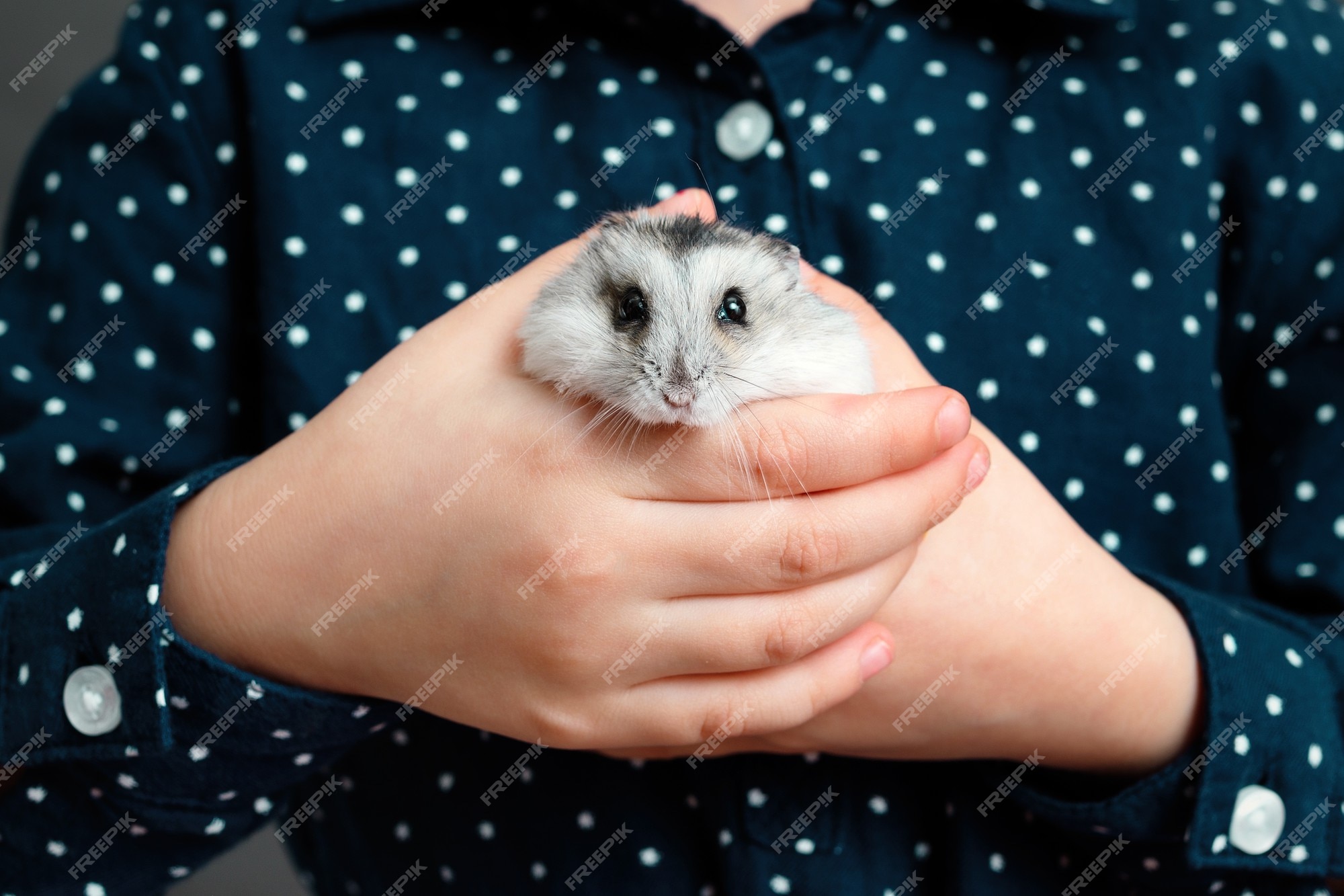 Man Holding A Tiny Beautiful Hamster Stock Photo - Download Image