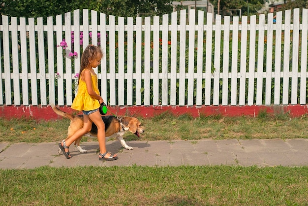 Kid leads a purebred beagle doggy on a leash