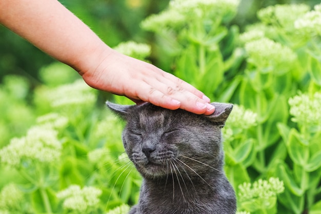 Kid petting a gray cat