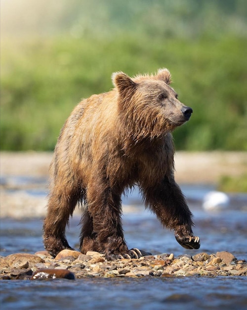 Foto orso del bambino che lavora nel lago