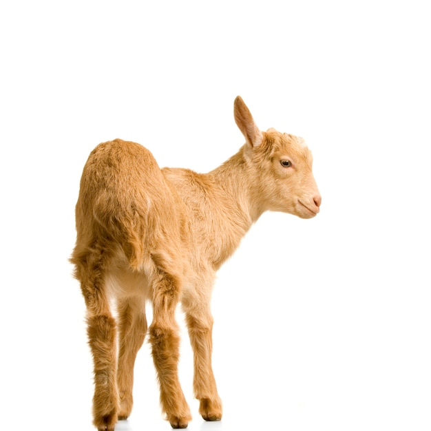 Kid standing up isolated on a white background