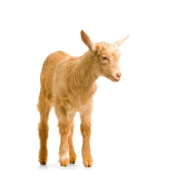 Kid standing up isolated on a white background