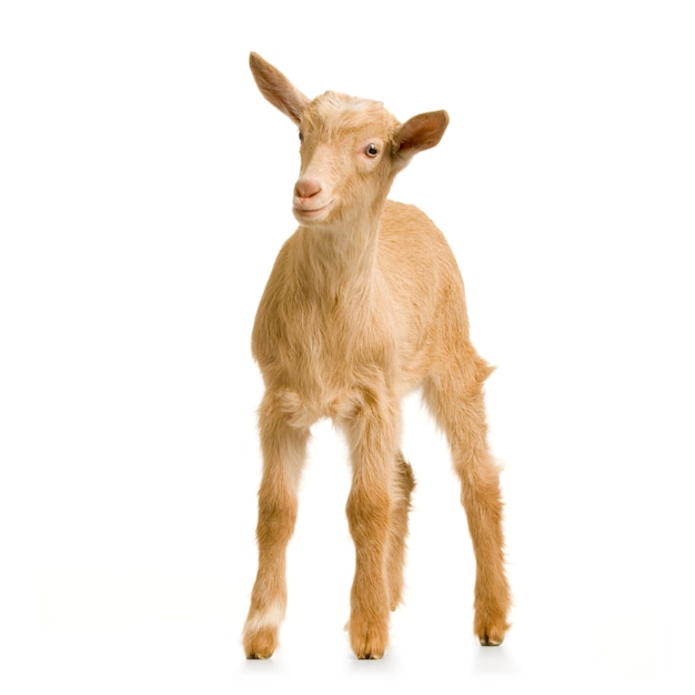 Kid standing up isolated on a white background