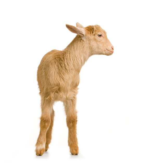 Kid standing up isolated on a white background