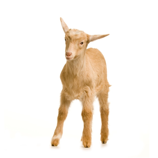 Kid standing up isolated on a white background