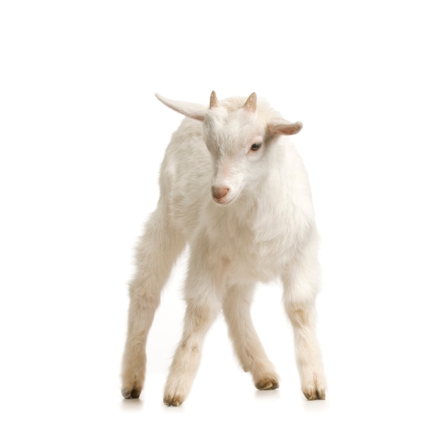 Kid standing up isolated on a white background