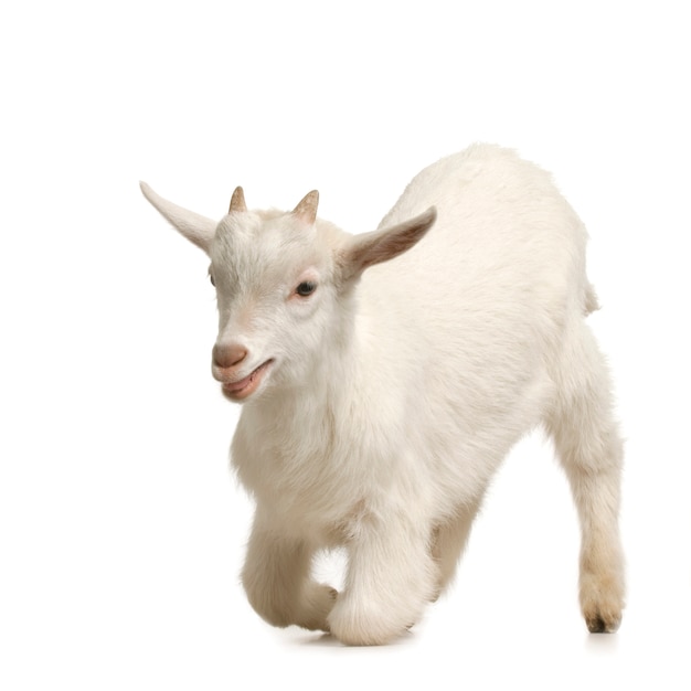 Kid standing up isolated on a white background