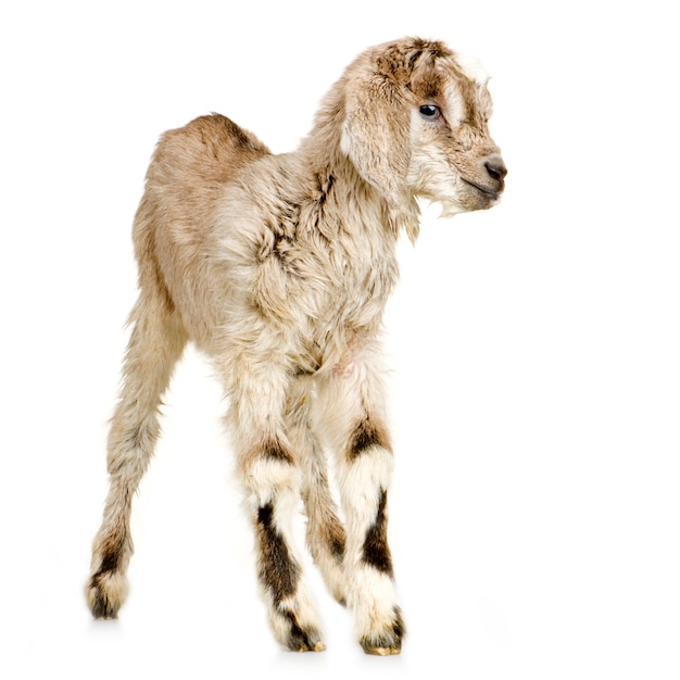 Kid standing up isolated on a white background