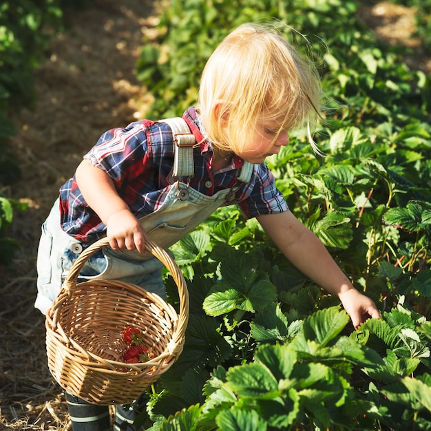 Kid in strawberry farm