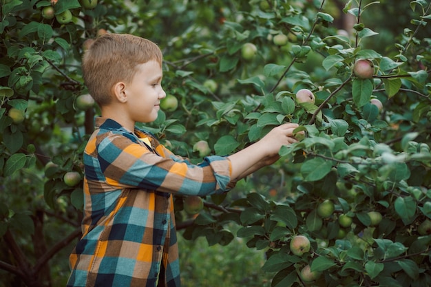 Kid tienerjongen die een appel plukt van een boom in een tuin