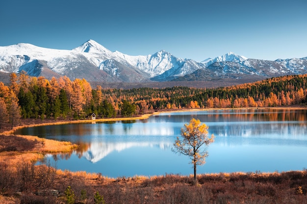 Lago kidelu nelle montagne di altai, siberia, russia. cime innevate e foresta autunnale gialla. bellissimo paesaggio autunnale.