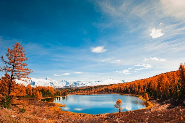 Kidelumeer in Altai-gebergte, Siberië, Rusland. Besneeuwde bergtoppen, geel herfstbos en de blauwe lucht. Prachtig herfstlandschap.