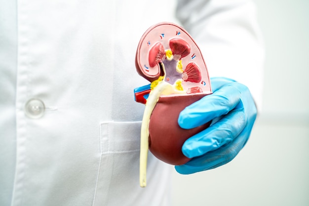 Kidney disease Chronic kidney disease ckd Doctor hold model to study and treat in hospital