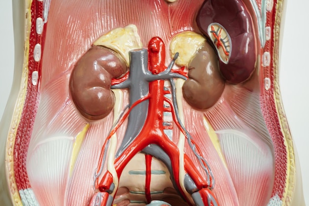 Kidney human anatomy model for study education medical course