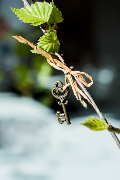 Kidney leaves of a birch spring macro on a black background. vintage key hanging on a branch