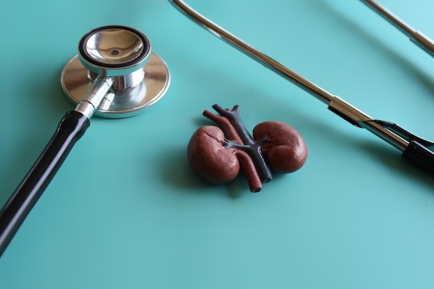 Kidney model and stethoscope on light green background Medical and healthcare concept