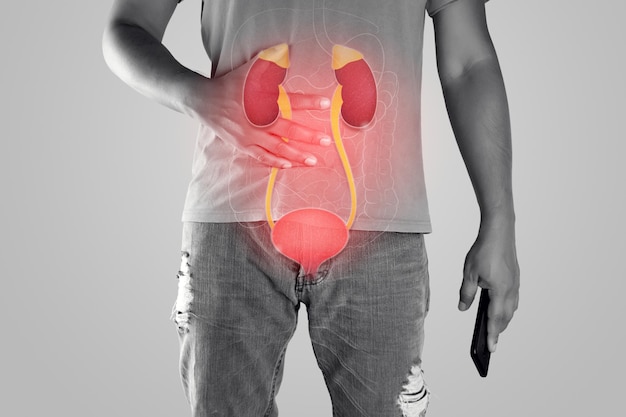 Photo kidney and urethra illustration on the men body against a gray background.