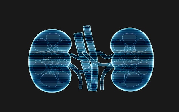 Photo kidney with holographic image effect 3d rendering 3d illustration