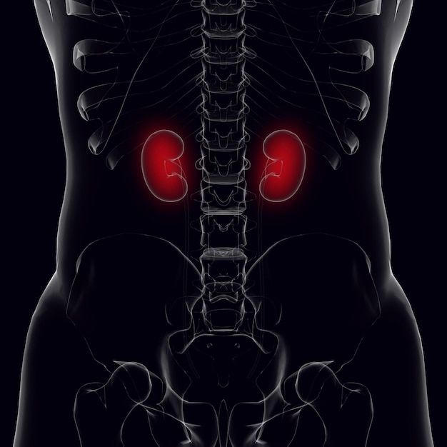 Photo the kidneys are highlighted in red in the image