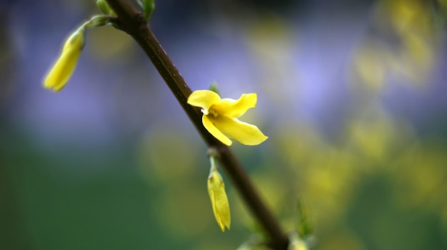 Photo kidneys on the bushes blossomed.