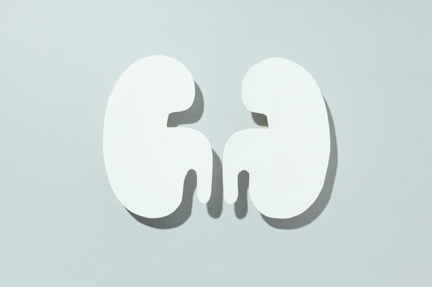 Kidneys on a light background for National Kidney Month