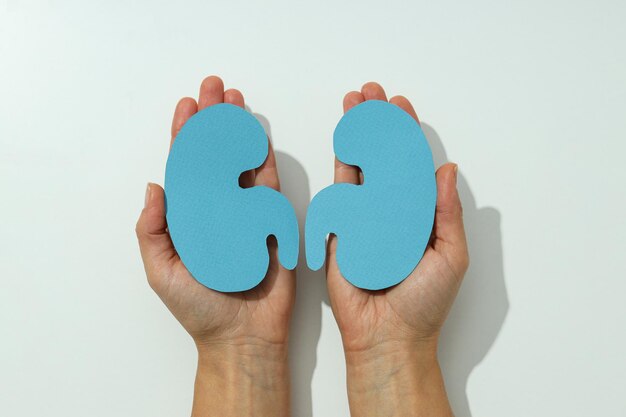 Kidneys on a light background for National Kidney Month