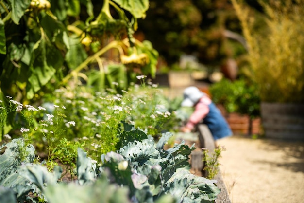 kids in garden family in a vegetable patch toddler picking food summer time in the veggie garden with mother and child in australia