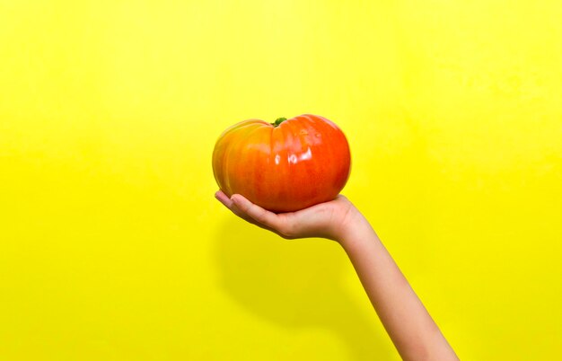 A kids hand holding a tomatoe on an isolated yellow background