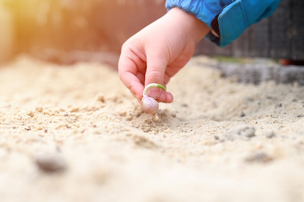 A kids hand planting a sprouted seed of garlic in a garden bed with sand in spring. flare