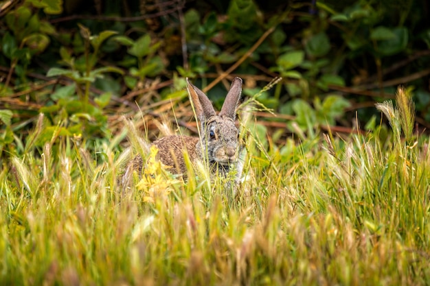 Foto kiekeboe- wild katoenstaartkonijn zittend in het gras