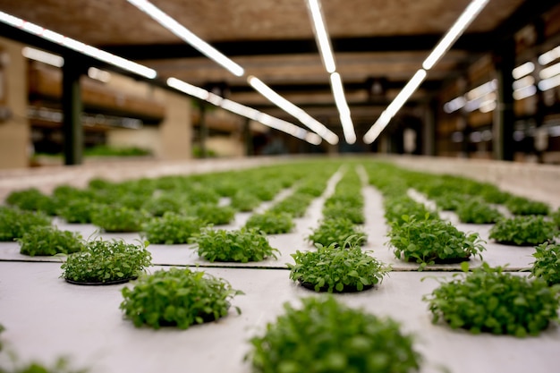 Kieming van rucola op steenwol voor hydrocultuur. voorbereiding op de teelt van planten in de tuin. groene spruit. broedplaats. natuurlijk product.