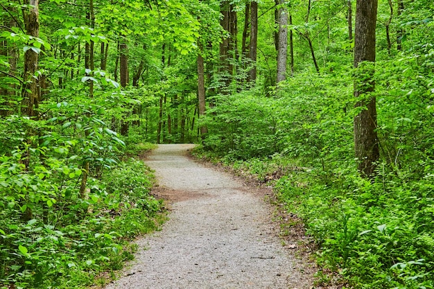 Kiespad kronkelend door weelderige groene bossen groot pad park