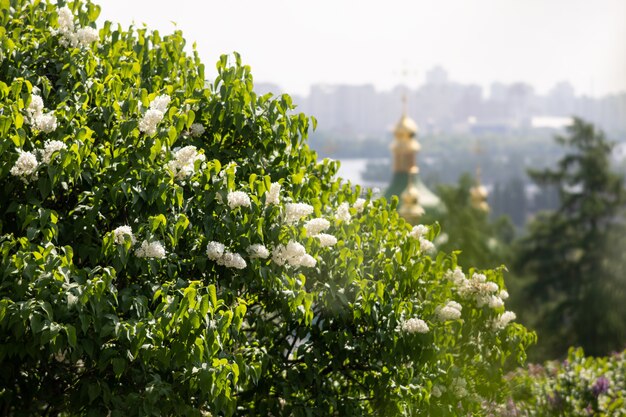 Kiev, Oekraïne - 10 mei 2019: Uitzicht op het Vydubychi-klooster, de Dnipro-rivier en lila bloemen in de nationale botanische tuin van Hryshko in Kiev.