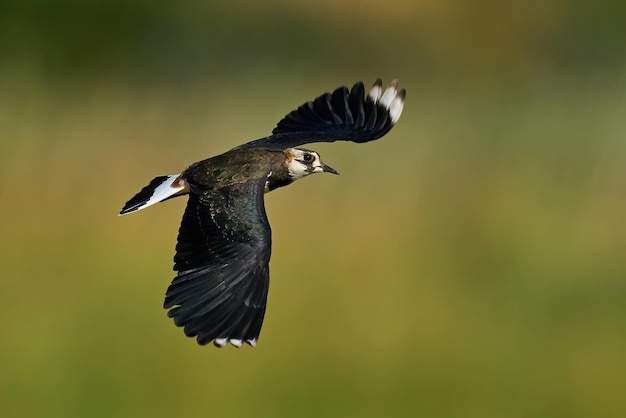 Kievit Vanellus vanellus Juvenile