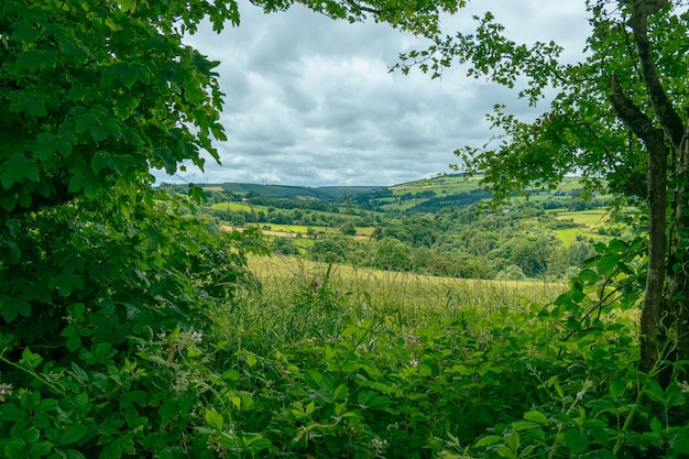 Kijk door de takken van bomen die de heuvels en valleien van Wexfort, Ierland ontplooien