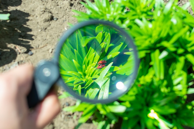 Kijk door een vergrootglas naar twee parende insecten die op een plant in de tuin zitten