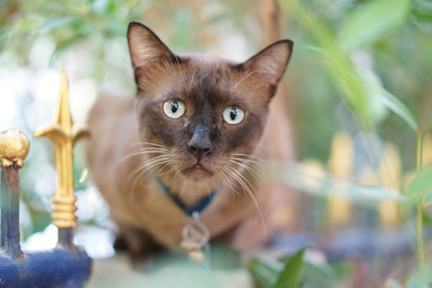 Kijk naar het kattengezicht