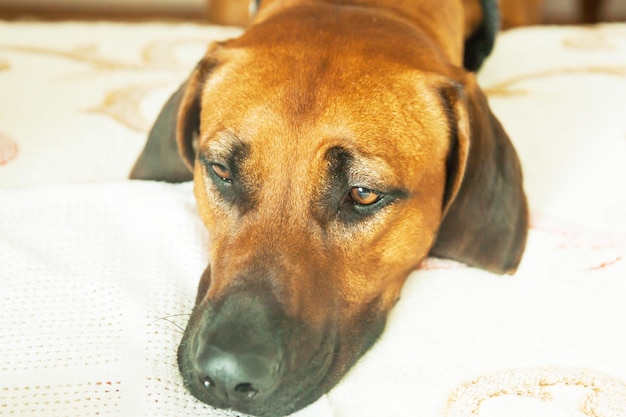 Kijk naar huis een grote hond die in de gang op de vloer ligt