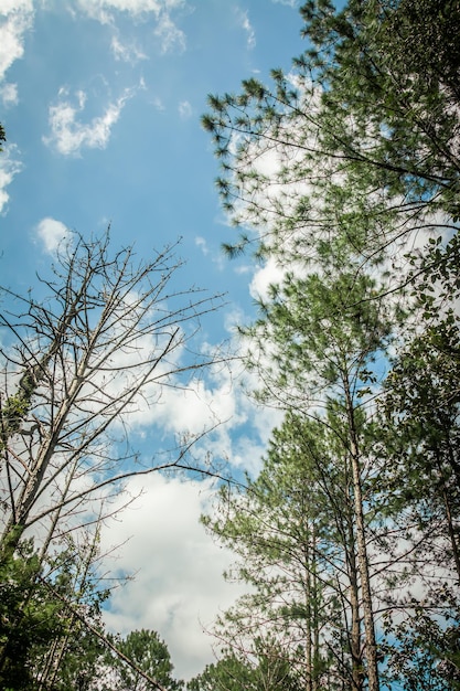 Kijk omhoog in dennenbos Thailand