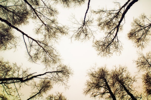 Kijk omhoog naar de boom en de lucht in sepia-kleur