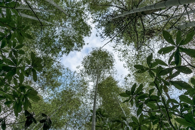 Kijk omhoog naar de hoge bamboe in het bamboebos