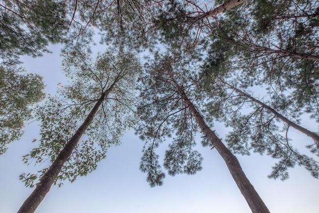 Kijk omhoog naar het schaduwrijke dennenbos in de lucht