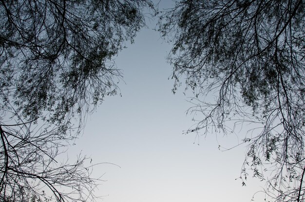 Kijk omhoog om boombladeren te zien in de vroege ochtend